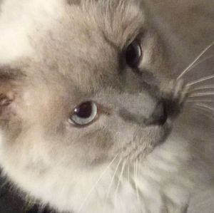 Meet your Posher, Addiline